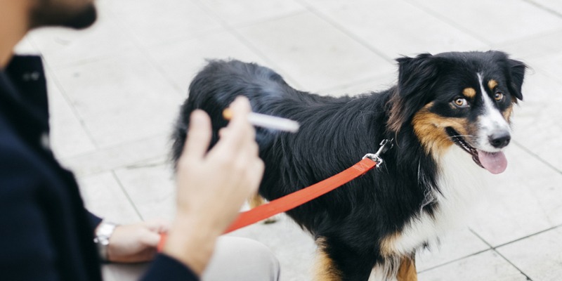 Pets or Animals and their smoking Hazards