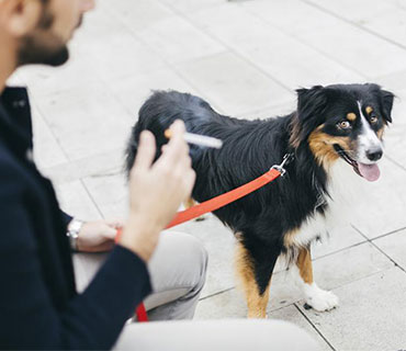 Pets or Animals and their smoking Hazards
